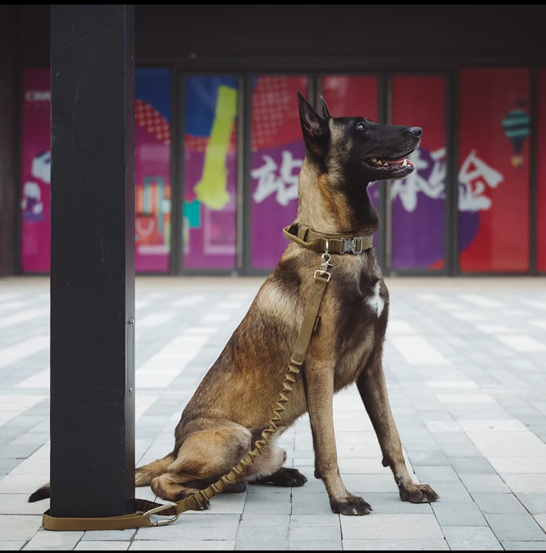 Correa táctica k9 para perro